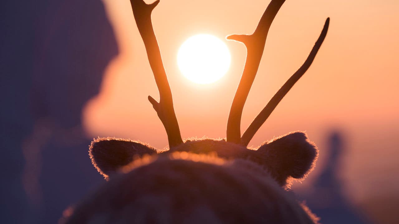A Reindeer's Journey still 4