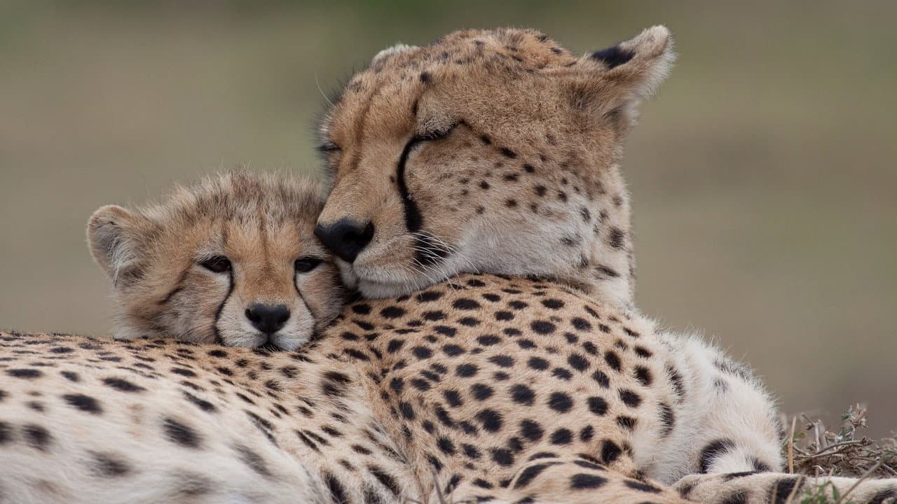 Nature Season 45 Review: PBS Wildlife Doc Still Soars still 3