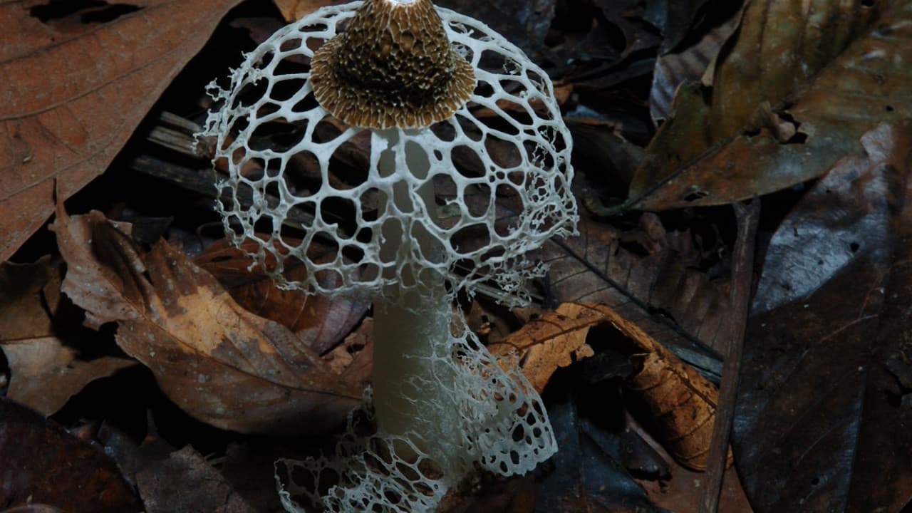 Fantastic Fungi still 3