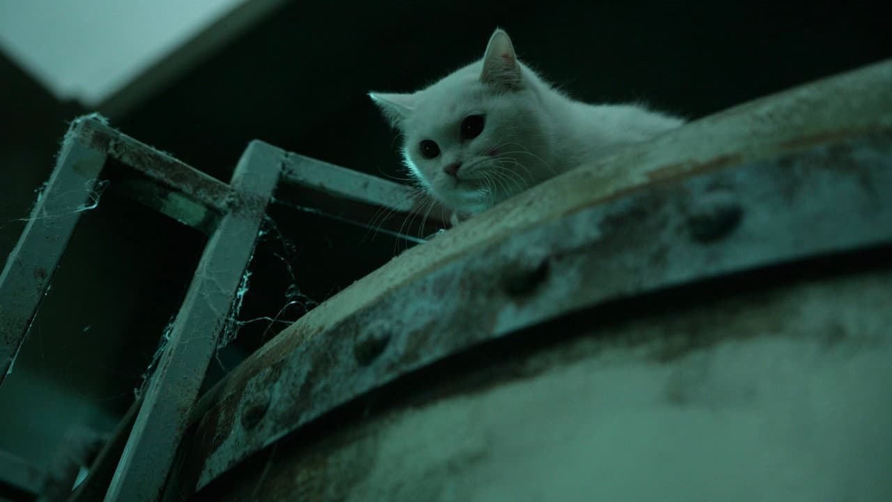 The Cat still 2