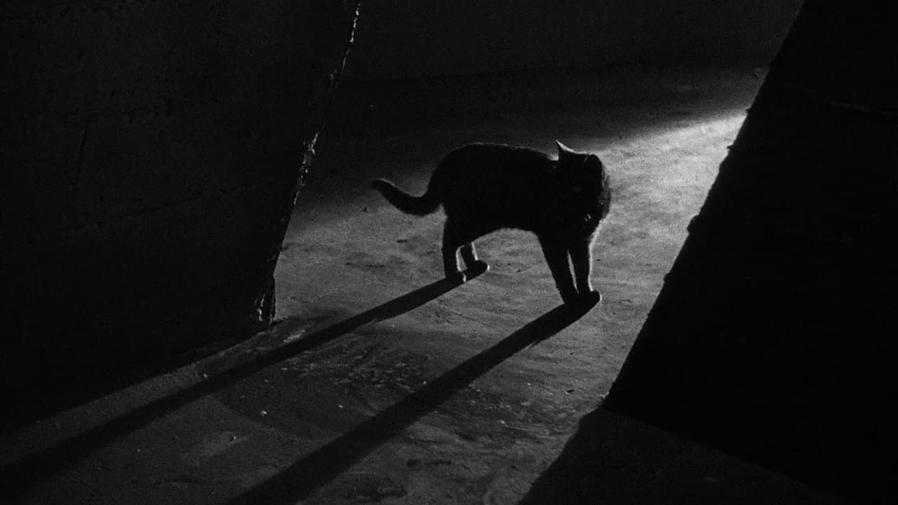 The Black Cat still 2