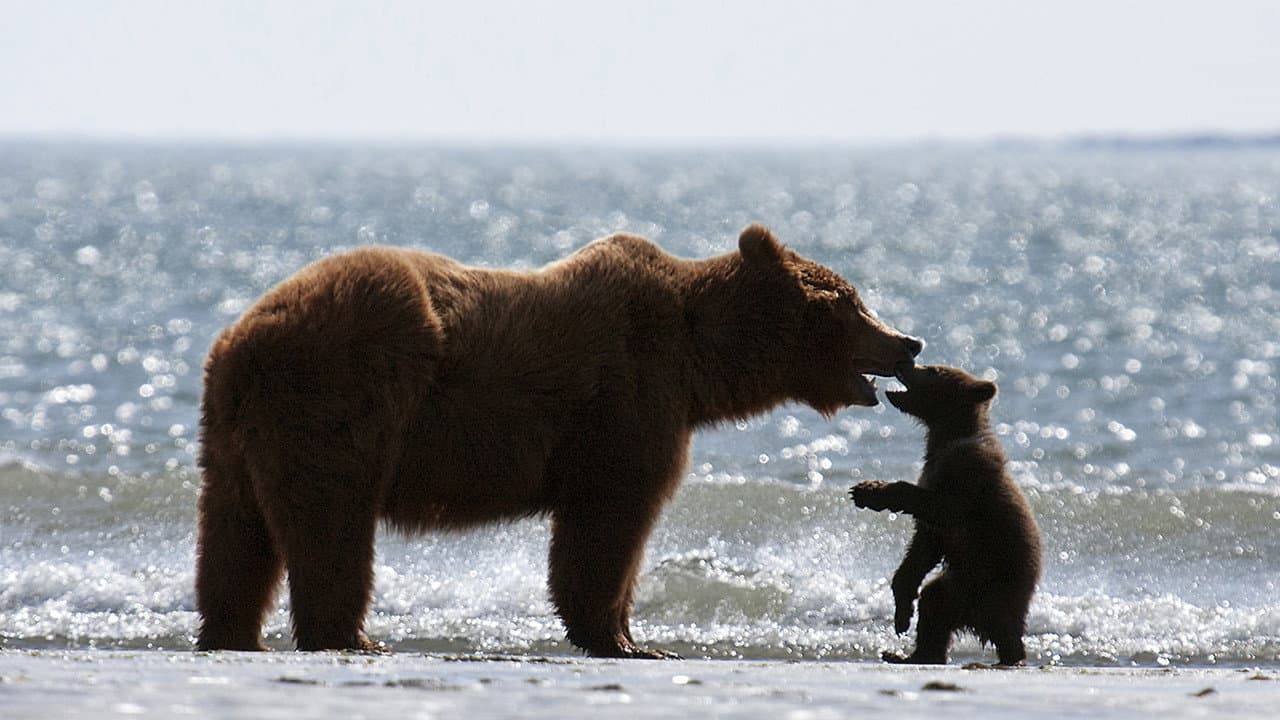 Bears still 7