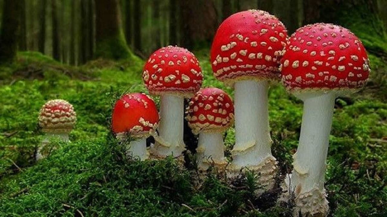 Fantastic Fungi still 6