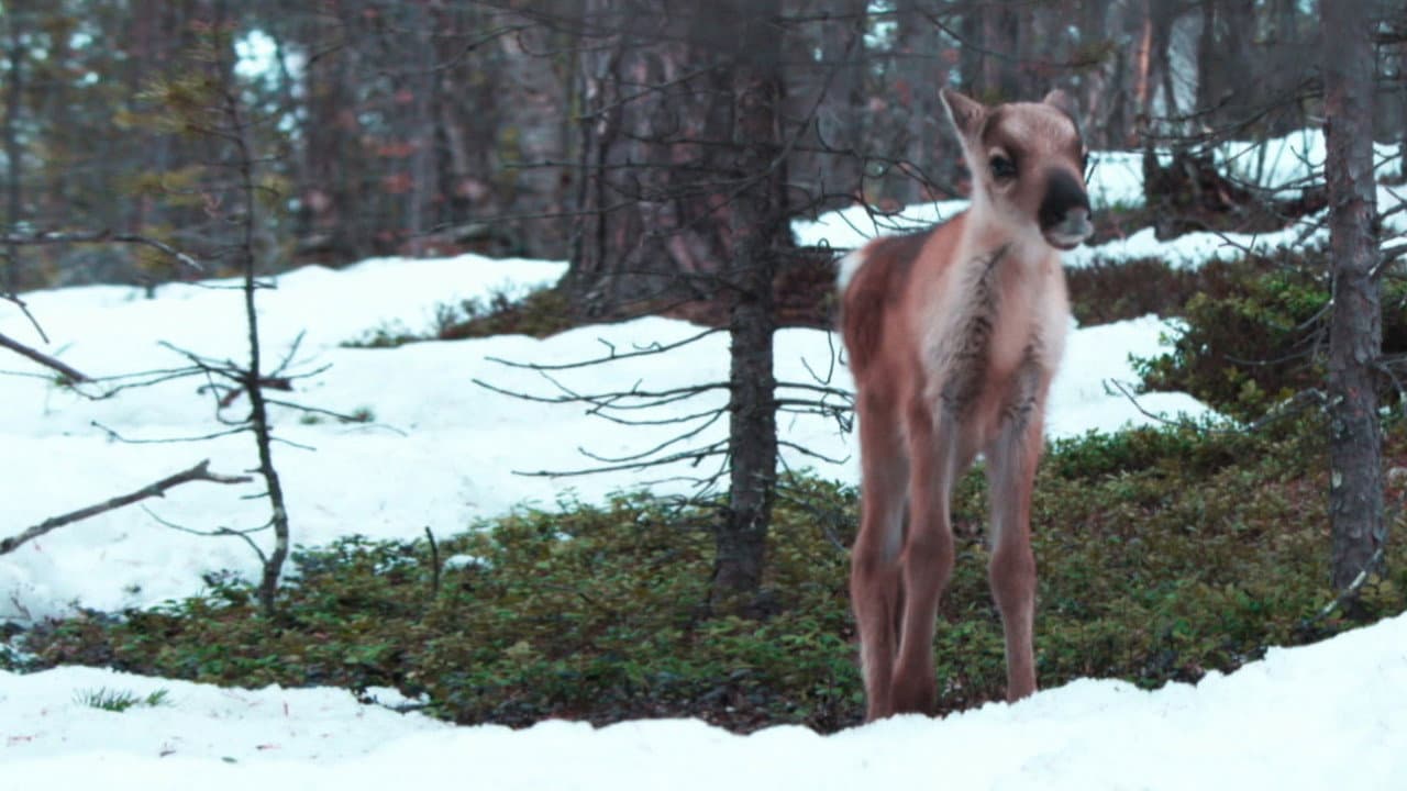 A Reindeer's Journey still 2