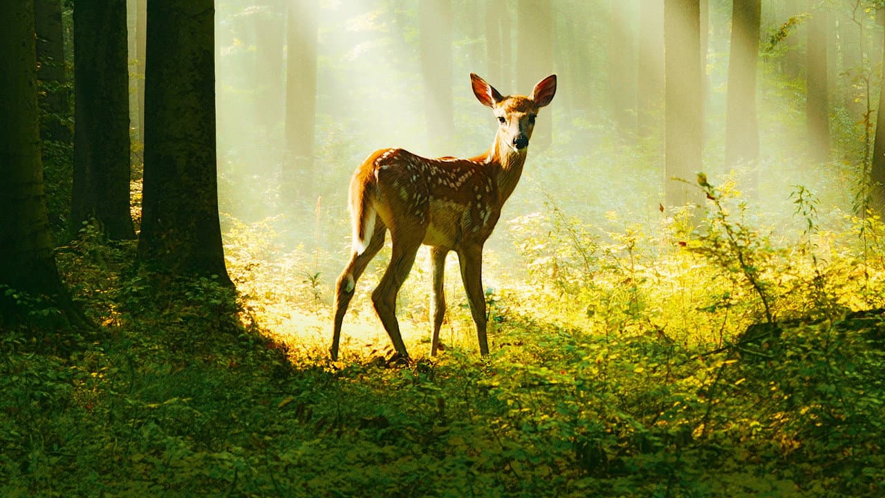 Bambi: A Tale of Life in the Woods still 4
