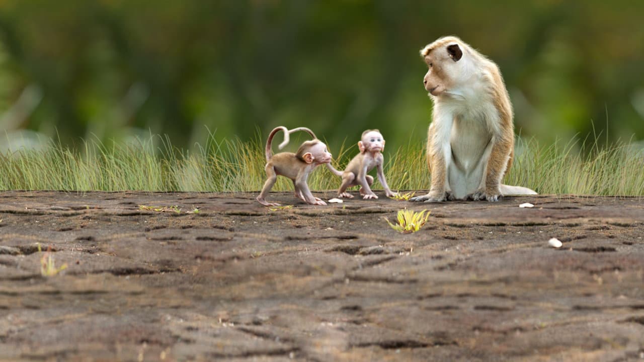 Monkey Kingdom still 4