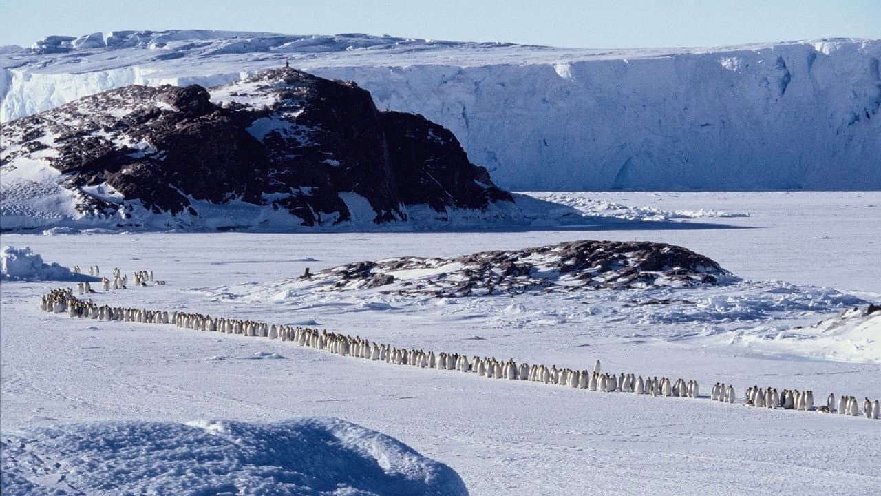 March of the Penguins still 6