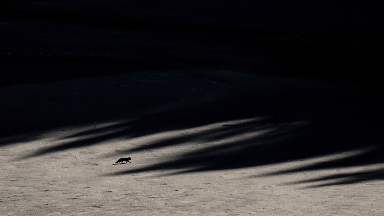 Whispers in the Woods still 8