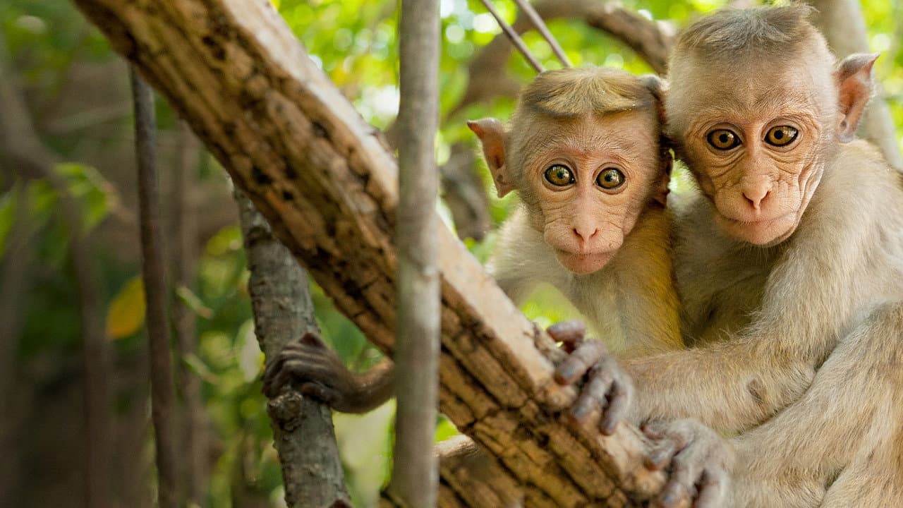 Monkey Kingdom still 5