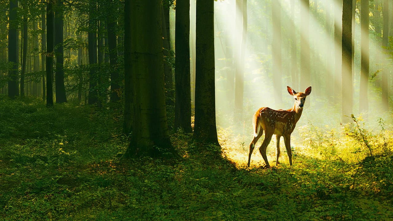 Bambi: A Tale of Life in the Woods still 8