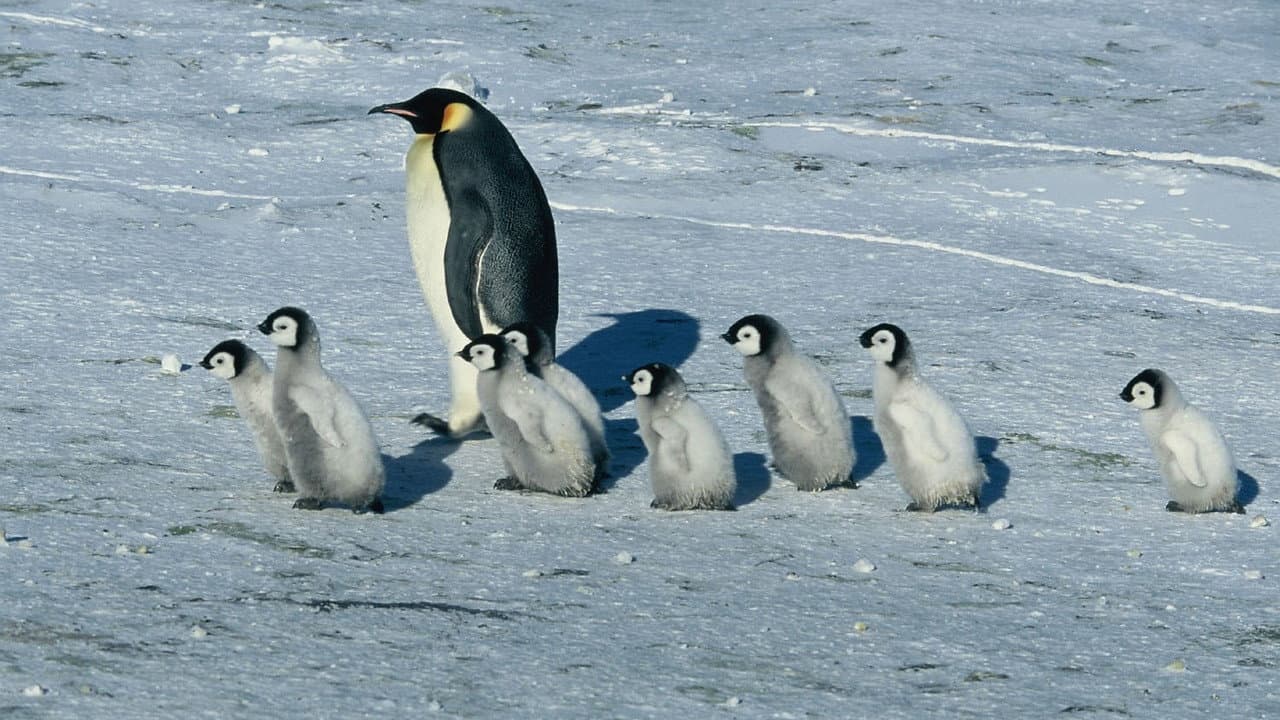 March of the Penguins still 7