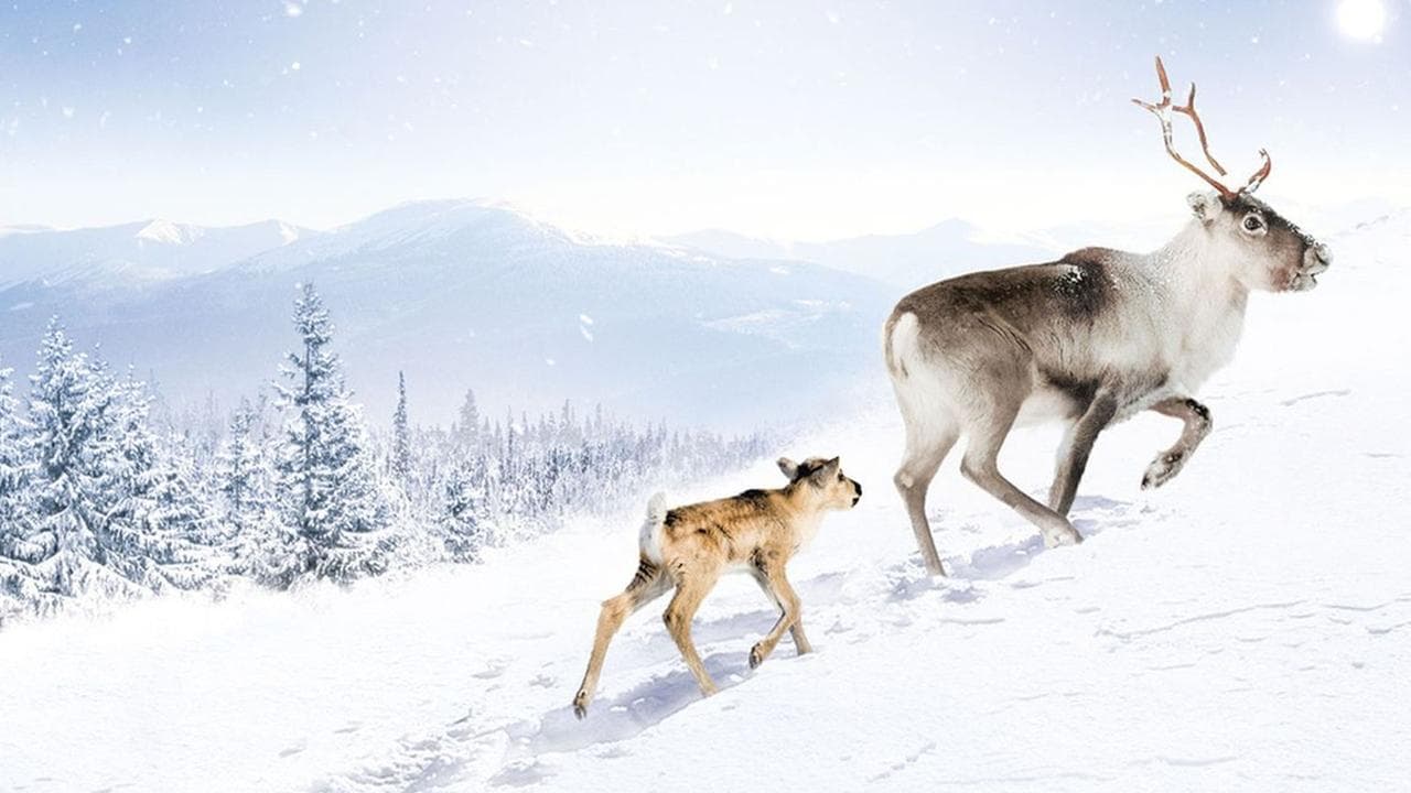 A Reindeer's Journey still 1