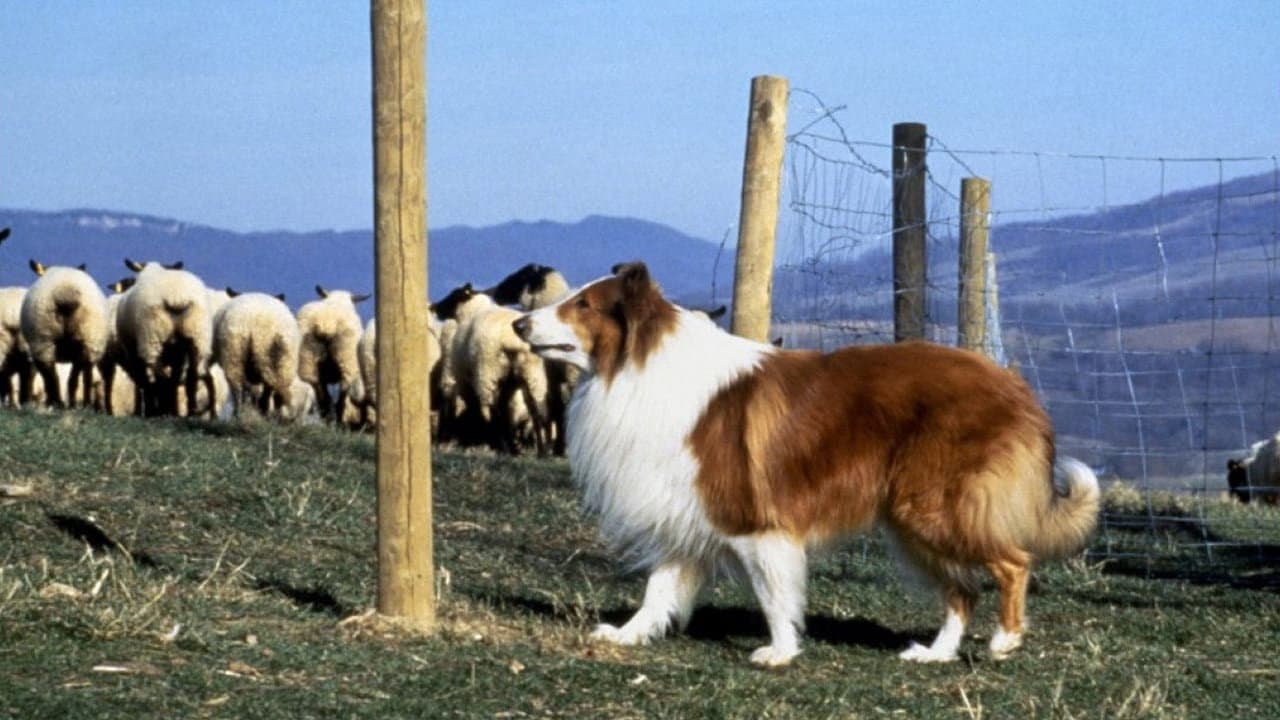 Lassie still 5