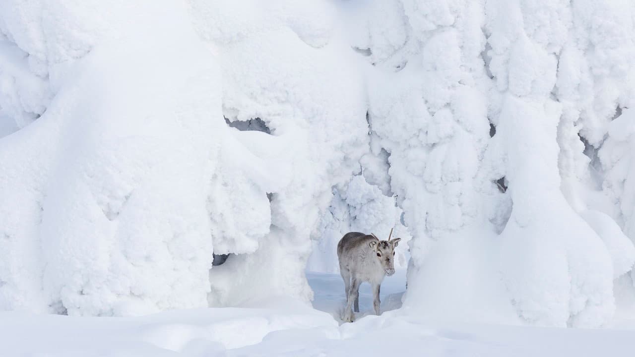 A Reindeer's Journey still 5