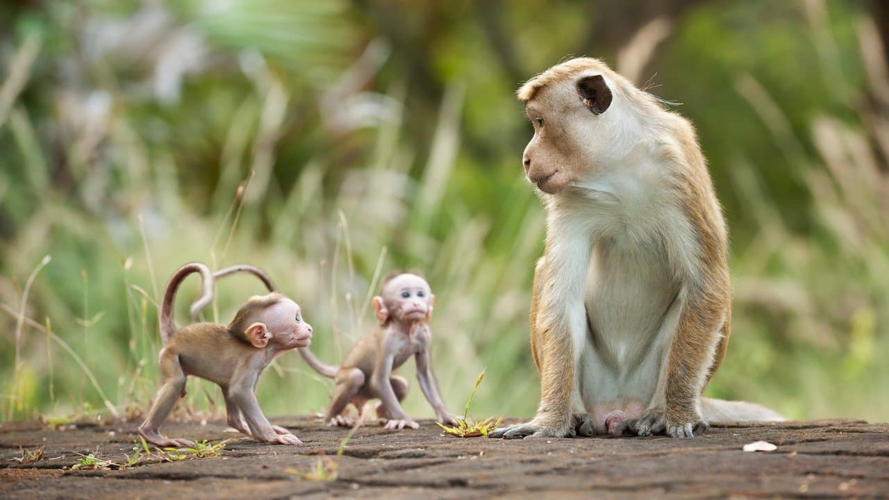 Monkey Kingdom still 1